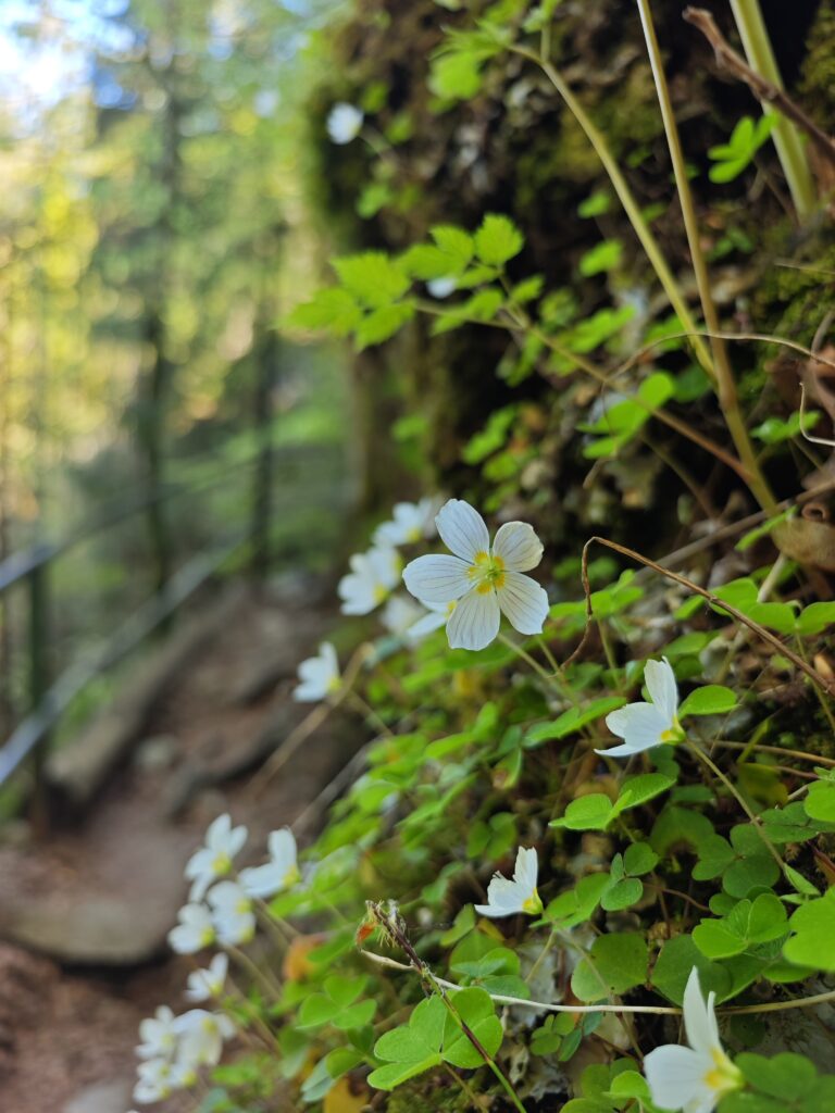 Schleifmühlklamm Wanderung